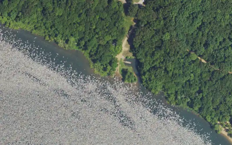 Aerial photo of the area around Boatwright Ramp, Calloway County